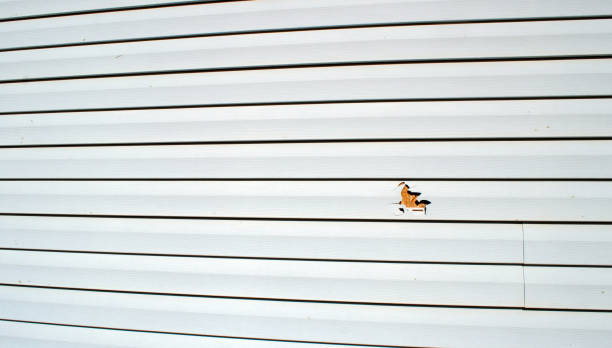 Best Fiber Cement Siding Installation  in Cut Bank, MT